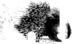 Иллюстрация к книге — Хитрее человека. Исчерпывающая история крысы и человеческая  цивилизация [_57.jpg]