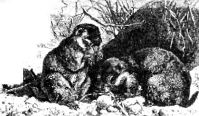 Иллюстрация к книге — Хитрее человека. Исчерпывающая история крысы и человеческая  цивилизация [_58.jpg]