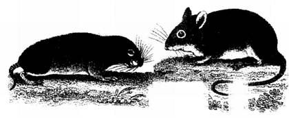 Иллюстрация к книге — Хитрее человека. Исчерпывающая история крысы и человеческая  цивилизация [_67.jpg]