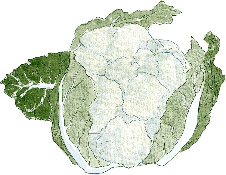 Иллюстрация к книге — Как выносить и родить здорового малыша. Понедельное руководство по беременности и родам прямо из уст акушерки [i_014.jpg]