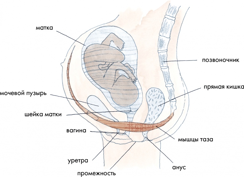 Иллюстрация к книге — Как выносить и родить здорового малыша. Понедельное руководство по беременности и родам прямо из уст акушерки [i_015.jpg]