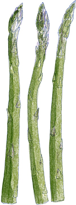 Иллюстрация к книге — Как выносить и родить здорового малыша. Понедельное руководство по беременности и родам прямо из уст акушерки [i_020.jpg]