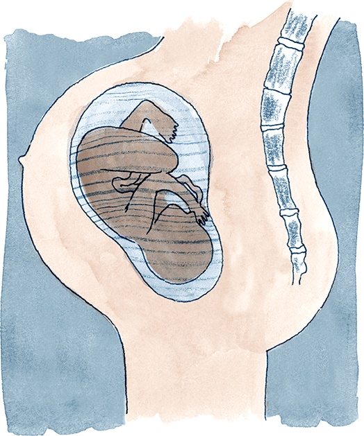 Иллюстрация к книге — Как выносить и родить здорового малыша. Понедельное руководство по беременности и родам прямо из уст акушерки [i_023.jpg]