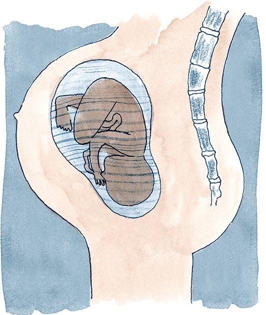 Иллюстрация к книге — Как выносить и родить здорового малыша. Понедельное руководство по беременности и родам прямо из уст акушерки [i_024.jpg]