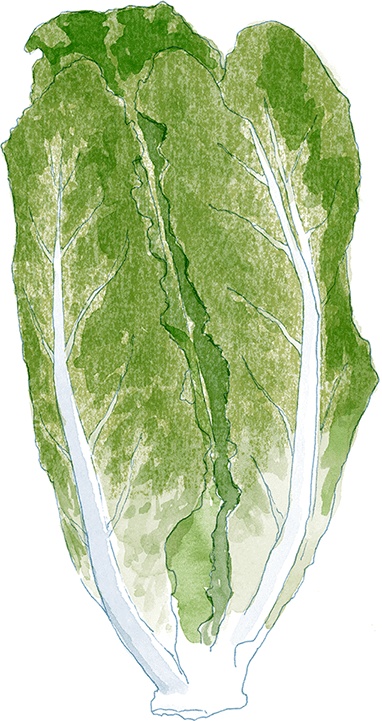 Иллюстрация к книге — Как выносить и родить здорового малыша. Понедельное руководство по беременности и родам прямо из уст акушерки [i_028.jpg]