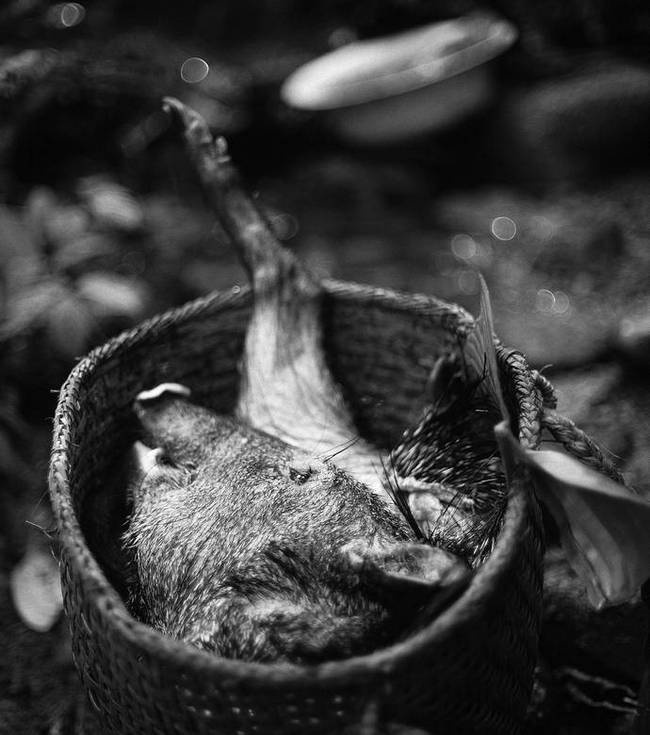 Иллюстрация к книге — Как мыслят леса. К антропологии по ту сторону человека [i_009.jpg]