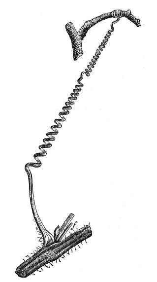 Иллюстрация к книге — О чем думают растения [i_008.jpg]