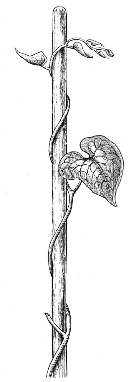 Иллюстрация к книге — О чем думают растения [i_009.jpg]