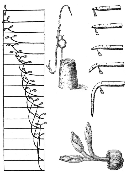 Иллюстрация к книге — О чем думают растения [i_010.jpg]