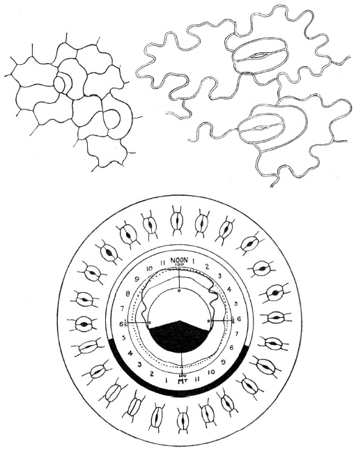 Иллюстрация к книге — О чем думают растения [i_011.jpg]