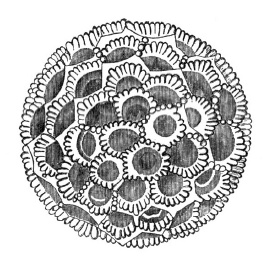 Иллюстрация к книге — О чем думают растения [i_012.jpg]