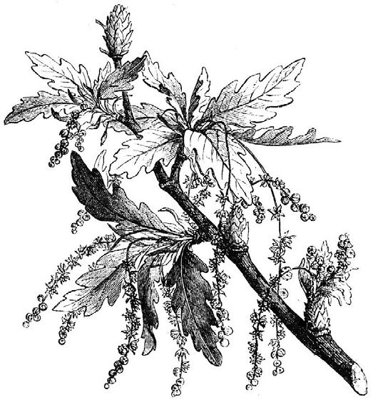 Иллюстрация к книге — О чем думают растения [i_014.jpg]