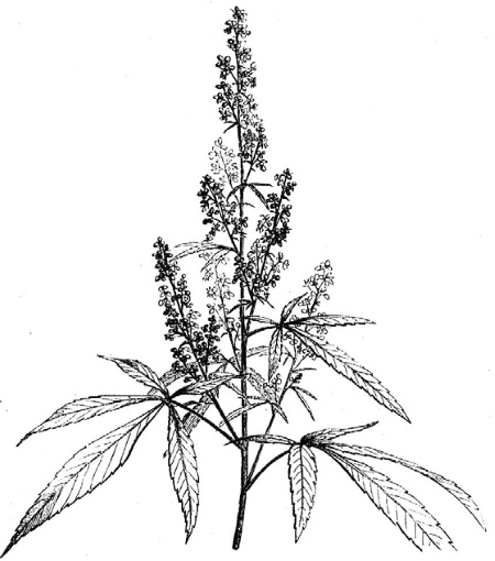 Иллюстрация к книге — О чем думают растения [i_016.jpg]