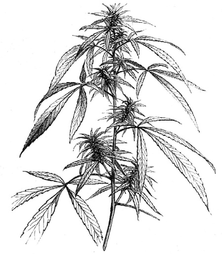 Иллюстрация к книге — О чем думают растения [i_017.jpg]