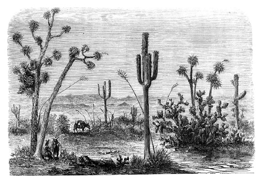 Иллюстрация к книге — О чем думают растения [i_018.jpg]