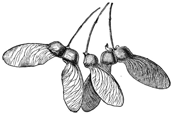 Иллюстрация к книге — О чем думают растения [i_020.jpg]