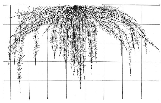 Иллюстрация к книге — О чем думают растения [i_025.jpg]