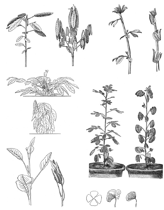 Иллюстрация к книге — О чем думают растения [i_026.jpg]