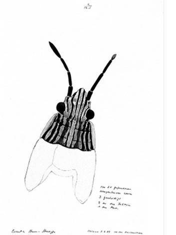 Иллюстрация к книге — Инсектопедия [i_007.jpg]