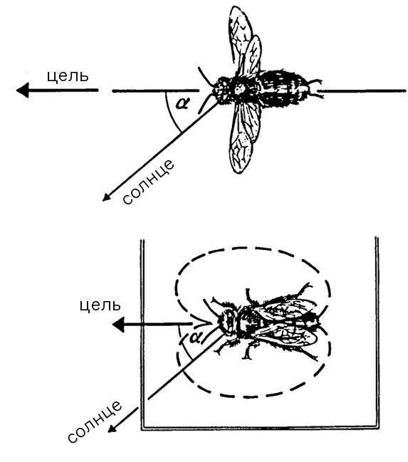 Иллюстрация к книге — Инсектопедия [i_008.jpg]