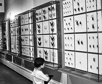 Иллюстрация к книге — Инсектопедия [i_014.jpg]