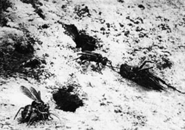 Иллюстрация к книге — Инсектопедия [i_019.jpg]