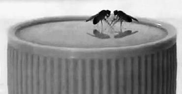 Иллюстрация к книге — Инсектопедия [i_035.jpg]