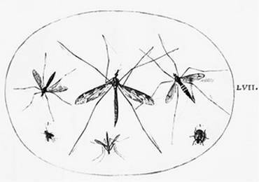 Иллюстрация к книге — Инсектопедия [i_039.jpg]