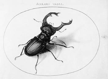 Иллюстрация к книге — Инсектопедия [i_042.jpg]