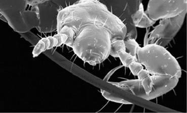 Иллюстрация к книге — Инсектопедия [i_047.jpg]