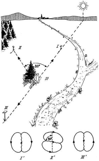 Иллюстрация к книге — Инсектопедия [i_058.jpg]
