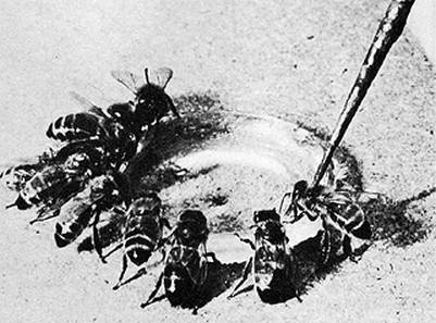 Иллюстрация к книге — Инсектопедия [i_061.jpg]