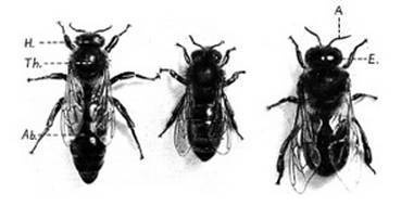 Иллюстрация к книге — Инсектопедия [i_064.jpg]