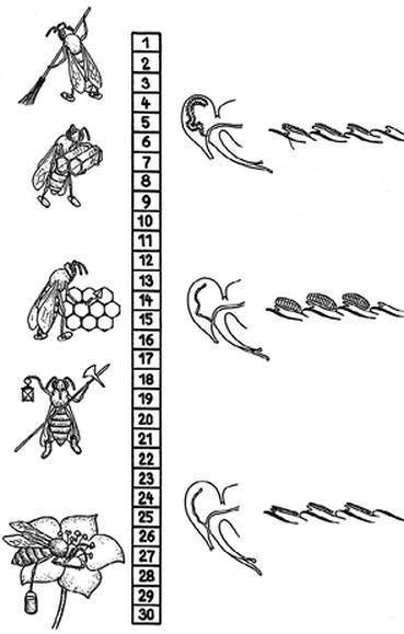 Иллюстрация к книге — Инсектопедия [i_065.jpg]