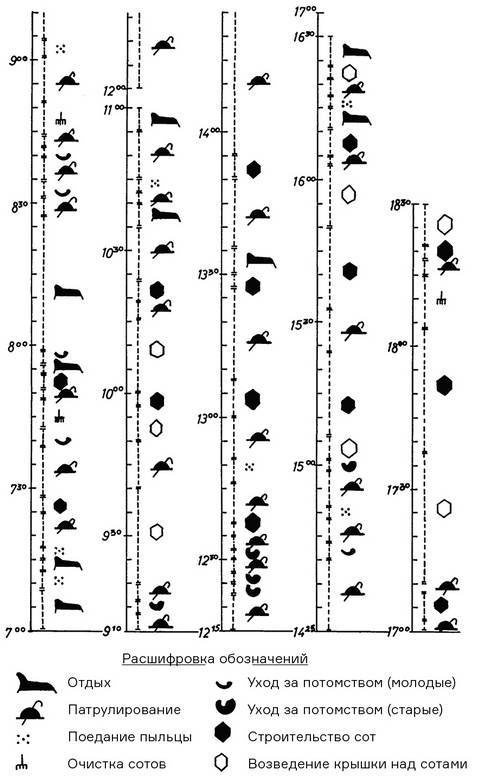 Иллюстрация к книге — Инсектопедия [i_066.jpg]