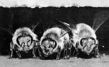 Иллюстрация к книге — Инсектопедия [i_067.jpg]