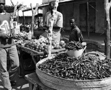 Иллюстрация к книге — Инсектопедия [i_070.jpg]