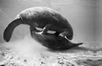 Иллюстрация к книге — Инсектопедия [i_084.jpg]