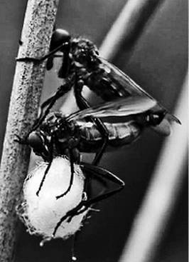 Иллюстрация к книге — Инсектопедия [i_095.jpg]