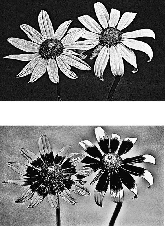 Иллюстрация к книге — Инсектопедия [i_098.jpg]