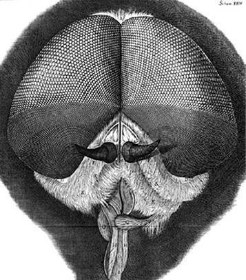 Иллюстрация к книге — Инсектопедия [i_099.jpg]
