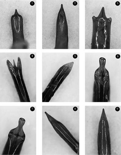 Иллюстрация к книге — Инсектопедия [i_111.jpg]