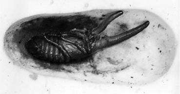 Иллюстрация к книге — Инсектопедия [i_118.jpg]