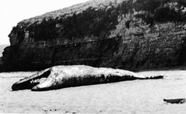 Иллюстрация к книге — Инсектопедия [i_128.jpg]