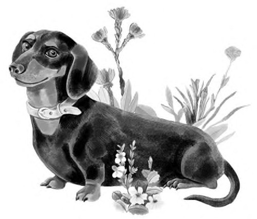 Иллюстрация к книге — Жил-был такс [i_001.jpg]