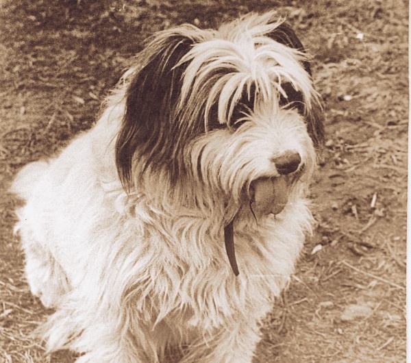 Иллюстрация к книге — Я нашла вам собаку [i_002.jpg]