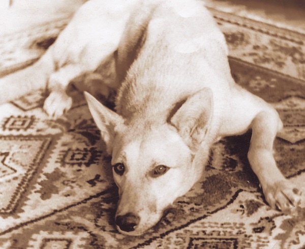 Иллюстрация к книге — Я нашла вам собаку [i_003.jpg]