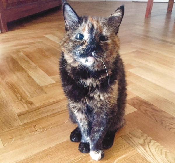 Иллюстрация к книге — Я нашла вам собаку [i_004.jpg]