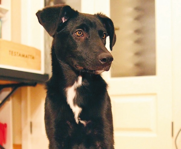 Иллюстрация к книге — Я нашла вам собаку [i_008.jpg]