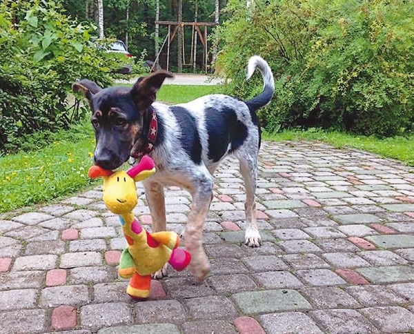 Иллюстрация к книге — Я нашла вам собаку [i_009.jpg]